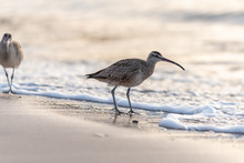 Long Billed, Curlew Bird Forages Along The Ocean Shore In The Morning On A California Beach.