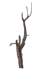 Wall Mural - tree death or branch die on white background