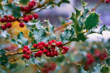 Evergreen Boughs Green Leaves And Red Berries. Ilex Aquifolium Christmas Holly Decor