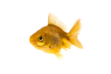 Wall Mural - Gold fish or goldfish isolated on white background.