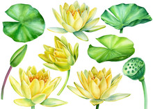 Set Of Yellow Lotus Flowers, Leaves, Buds On An Isolated White Background, Watercolor Clipart, Water Lily