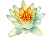 White Lotus Flower On An Isolated White Background,  Hand Drawn Painting, Water Lily