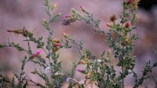 Pink Colorful Thistle Flowers Plant In Bryce Canyon National Park In Utah In Evening With Shinx Hummingbird Moth Flapping Wings Flying Collecting Nectar In Slow Motion