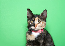 Portrait Of An Adorable Calico Kitten Wearing A Pink Collar With Bell Looking Slightly To Viewers Left. Green Background With Copy Space.