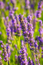 Lavender Plant In Full Flower In Provence, France