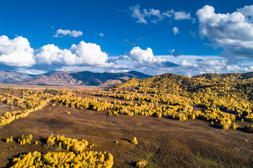 Poster - Xinjiang Hemu birch forest autumn scenery. 