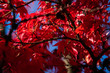 Detail of Japanese Maple Tree leaf on sunny day in autumn season