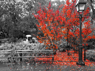 colorful red leaves cover the ground around a bench in a black and white landscape scene in washingt