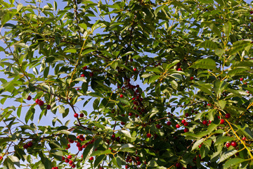 Wall Mural - Sour cherry tree