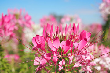 Beautiful pink cleome spinosa or pink spider flower in the garden for background