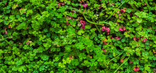 Wide Shot Of Vivid Color Bush Of Clover And Plants High Angle View Full Frame Image