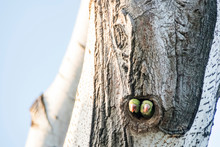 Parrots In Tree Hole In Nature