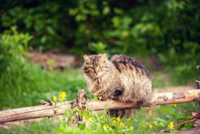 Siberian Cat Sitting On A Wooden Fence. Longhair Cat Outdoors In The Countryside In Summer