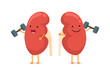 Cute cartoon smiling healthy kidney character with dumbbells. Human anatomy genitourinary system internal organ giving advice to keep active and doing fit sports vector illustration