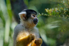 Squirrel Monkey, Mogo Zoo,  Tomakin Road, Mogo, New South Wales In Australia