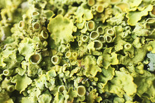 Background Of Green Lichen Closeup.