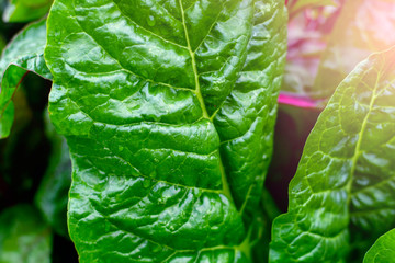 Wall Mural - Growing Swiss chard. Sheet chard close-up. Juicy fresh chard.