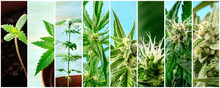 Cannabis Collage. Many Photos Of Various Stages Of Growing Marijuana Plants At Home, In Chronological Order