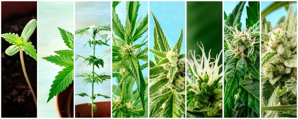 Cannabis collage. Many photos of various stages of growing marijuana plants at home, in chronological order