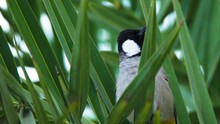 Close-up Shot Of A Common Ring Plover Between The Tree Branches