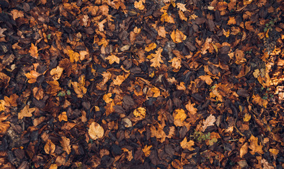 Global Autumn Concept. Fallen Colorful Yellow Leaves On The Ground. Top View, Flat Lay