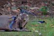 Blue magpie are searching find food on deer lying on the grass In the wildlife sanctuary.