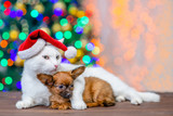 Fototapeta Zwierzęta - Adult angora cat wearing a red santa hat hugs tiny toy terrier puppy with Christmas tree on background