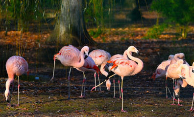 Poster - Flamants roses