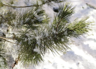 Wall Mural - Winter day. December. Against the background of white fluffy snow, a branch of fresh green pine.