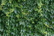 Green hedge background. Fence of creeper leaves. Texture of tree ivy, nature backgrounds. Creeper vine, natural pattern of leaf. Wild vine leaves on the wall.