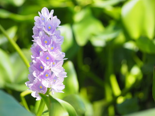 Violet color water hyacinth, genus Eichhornia, Eichhornia crassipes  the flower bouquet is delicate petals beautiful in nature background