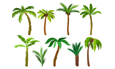 Canvas Print - Green Palm Trees Collection, Tropical Forest, Landscape Design Element Vector Illustration