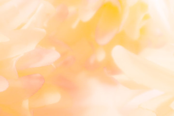 Wall Mural - Beautiful abstract color orange pink and white flowers background and pink flower frame and white and pink leaves texture background 