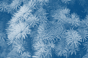  Fir branches classic blue spruce. Close up. Branches of classic blue spruce. Winter nature. Spruce needles. Fluffy Christmas tree. Classic blue christmas spruce tree.
