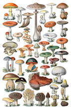 Mushroom And Toadstool Collection - Vintage Illustration From Petit Larousse Illustré 1914