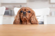 © AnnaFotyma - Dog behind the kitchen table
