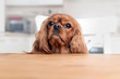 © AnnaFotyma - Dog behind the kitchen table