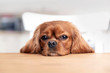 © AnnaFotyma - Dog behind the kitchen table