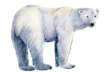 Polar Bear On An Isolated White Background, Watercolor Illustration