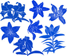 Blue Lily Flowers Seven Sketches Isolated On White