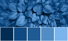 Color Palette With Nature Textures, Leaves Inspired By Trendy Blue Color Of The Year 2020. Tropical Leaf Background. Fashion Concept