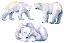Set Of Polar Bear, Winter Animals On An Isolated White Background, Watercolor Illustration