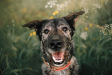 Happy Grey Mixed Breed Dog Portrait Outdoors In Summer
