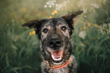 happy grey mixed breed dog portrait outdoors in summer