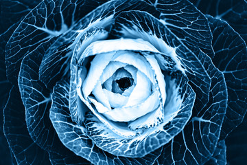 Wall Mural - Close up background of decorative cabbage Brassica toned in blue color.