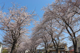 Fototapeta Paryż - 国分寺台の桜並木（神奈川県海老名市）
