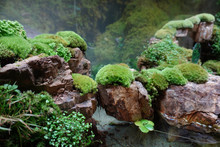 Tropical Rain Forest Terrarium Or Paludarium With Moss For Rainforest Animals