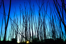 Silhouette Of Narrow Trunks Of Trees At Sunset With An Intense Blue Sky.