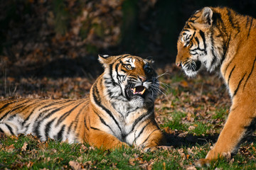 Canvas Print - Tigre