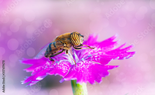 abeja cogiendo polen en una flor